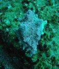 Mollusque revêtu d'algues calcaires 